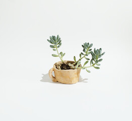Obraz na płótnie Canvas A succulent plant in the clay flower pot against the white background. Minimal organic concept.Closeup. Copy space.