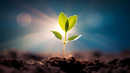 Planting seedlings seedlings under morning light on nature background