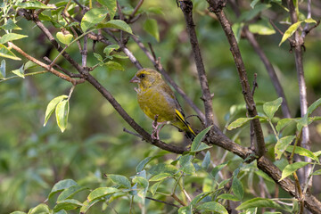 Greenfinch on a branch
