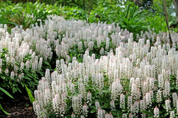 White Tiarella 'Spring Symphony' foam flower in bloom