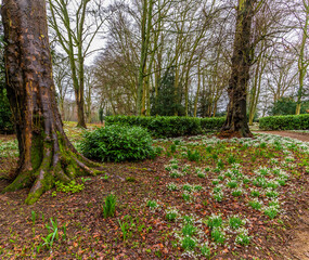 A view of snowdrops beside a path in a wood in the village of Lamport, Northamptonshire, UK on a winter's day