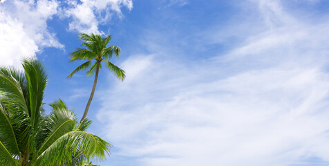 Tropical palm trees with blue sky and white clouds background.