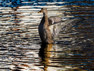 池で羽ばたくマガモ