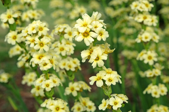 Sisyrinchium striatum, Pale yellow eyed grass or satin flower in bloom