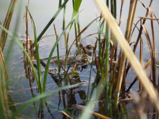 frogs