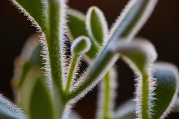 Macro Succulent Fuzz with Textured Green Leaves Close-Up