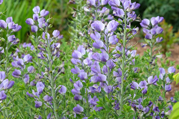 Baptisia australis, commonly known as blue wild indigo or blue false indigo in flower.
