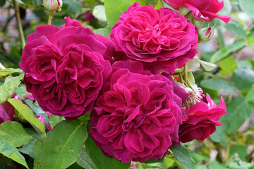 Purple and deep pink Rosa bush rose Darcey Bussell' in flower.
