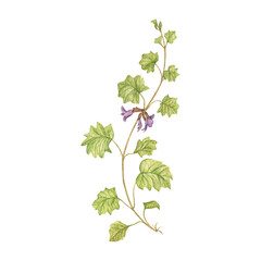 Watercolor image of a forest dog mint. Medicinal herbs. A flowering forest plant isolated on a white background. For prints on dishes, posters, postcards.