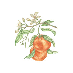Watercolor illustration of oranges. Hand-painted branch of a ripe orange tree with green leaves and white flowers on a white background for prints, fabric, paper, clothes.