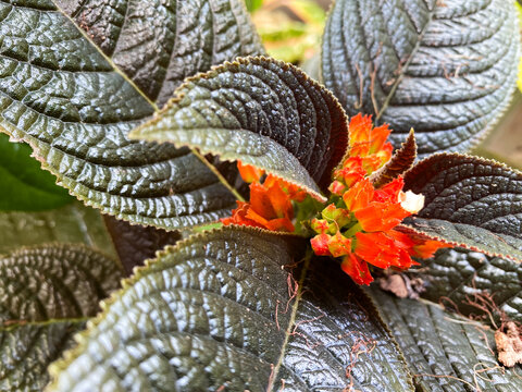  Alloplectus Episcia or Bunga Karniem is a flower that thrives in Indonesia. The ornamental plant Alloplectus or carniem flower is a genus of Neotropical plants in the Gesneriaceae