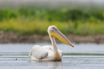 Graceful Pelican With Elegant Beak Glides Across Danube Deltas Serene Waters