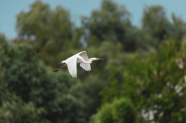 Majestic White Bird Soaring Above Lush Green Danube Delta Forest