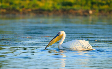 Graceful White Pelican Drifting in Danube Deltas Serene Waters