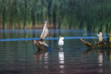 Majestic White Bird Mastering the Danube Delta Waters - obrazy, fototapety, plakaty