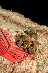 
shavings fork picking up pile of horse manure in stall bedded with wood shavings vertical equine horse keeping image with room for type red shavings fork farm equipment or tool for mucking stalls