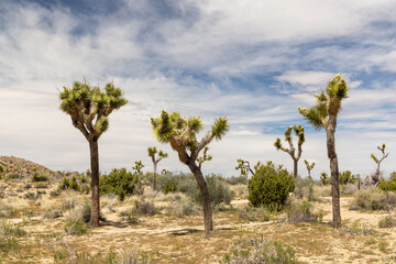 Fototapeta premium Joshua Tree National Park