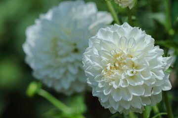 色鮮やかな存在感ある花