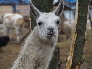 lama © Lukas