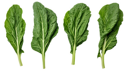 Collard Greens Harvested from the Garden, Organic Vegetable PNG Isolated on Transparent Background - obrazy, fototapety, plakaty