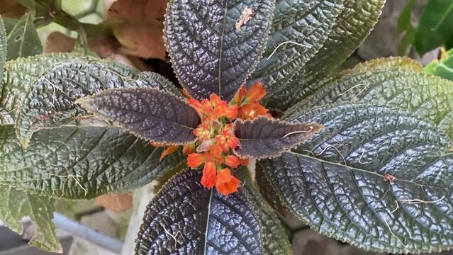 Alloplectus episcia in slow motion. Foot of the Alloplectus plant, a genus of Neotropical plants in the flowering plant family Gesneriaceae, which grows in gardens. beautiful orange flower with green 