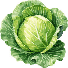 Watercolor handmade cabbage on white background, vector illustration. AI generated illustration.