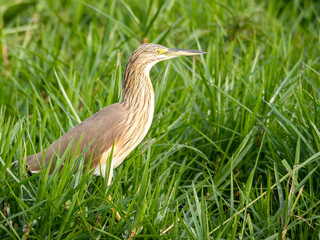 Rallenreiher (Ardeola ralloides) im Mabamba-Sumpf am Viktoriasee in Uganda