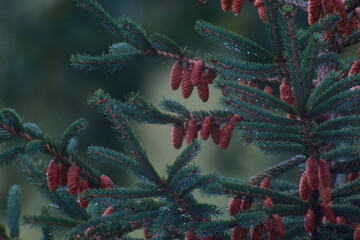 Close-Up of Pine Cones on Spruce Tree with Soft Natural Light
