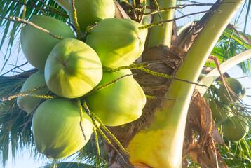Young coconut fruit growing hanging on tree. Bunch of tropical young green coconuts with morning sunlight - obrazy, fototapety, plakaty