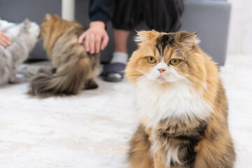 室内猫　飼い猫	