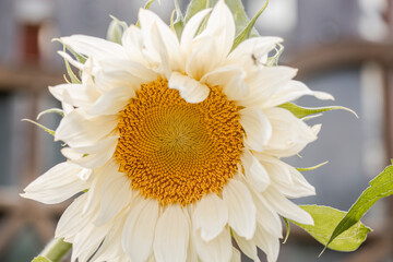 Beautiful white sunflowers in garden. Horizontal image