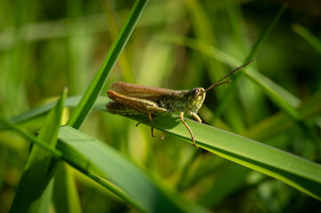Close up of grasshopper (Chorthippus) on the grass. Meadow fauna, Bieszczady, Poland.