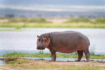 hippo out of the water in Amboseli national park