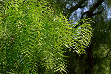 Weeping willow (Salix babylonica) foliage detail