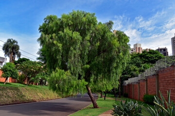 Weeping willow (Salix babylonica) tree in Ribeirao Preto, Sao Paulo, Brazil