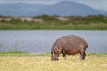 hippo out of the water in Amboseli national park