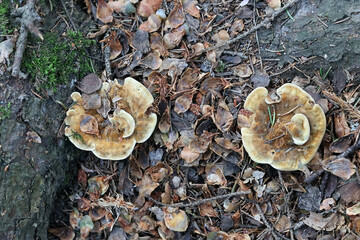 Velvet Rosette, Pelloporus tomentosus, wild polypore fungus from Finland