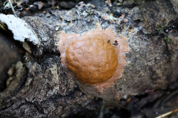 Fuligo leviderma, a plasmodial slime mold from Finland, no common English name