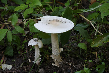 Amanita islandica, a ringless amanita from Finland, no common English name