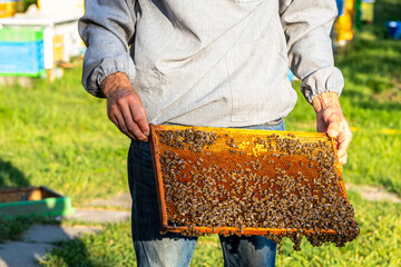 A beekeeper holds a frame with a bee colony on a comb on the background of an apiary in summer on a...