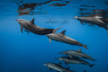 Dolphins pod playing underwater in sea. Dolphins family in ocean