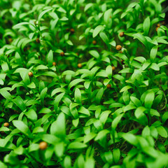 Cilantro Microgreen