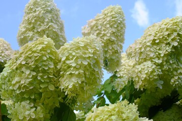inflorescences of hydrangea paniculata Limelight against the blue sky