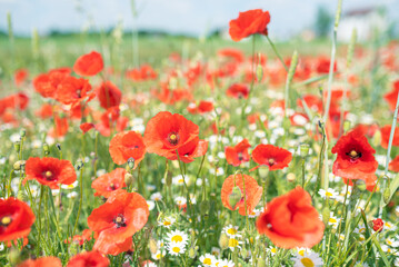 Sea of flowers of red poppies, in between white yellow flowers of odorless chamomile. The photo radiates positive energy and is very decorative when photographed in sunlight. 