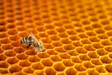 Honey bee on honeycomb in apiary, A bee eats honey from wax cells on a saut in a hive