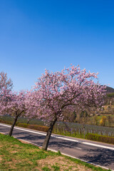 Beautiful pink blooming almond trees on a sunny day in Rhineland-Palatinate/Germany in spring