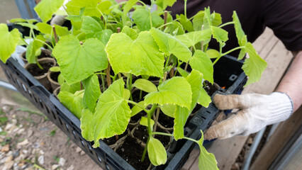 Gardener holding a box with green cucumber seedlings, cultivation of cucumbers in greenhouse.