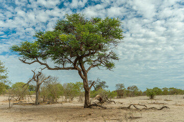 Dry landscape along the Khwai River in the Okavango Delta, Botswana - 741649567