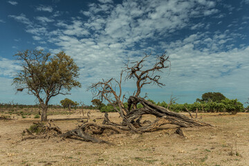 Dry landscape along the Khwai River in the Okavango Delta, Botswana - 741650131