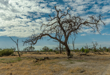 Dry landscape along the Khwai River in the Okavango Delta, Botswana - 741650327